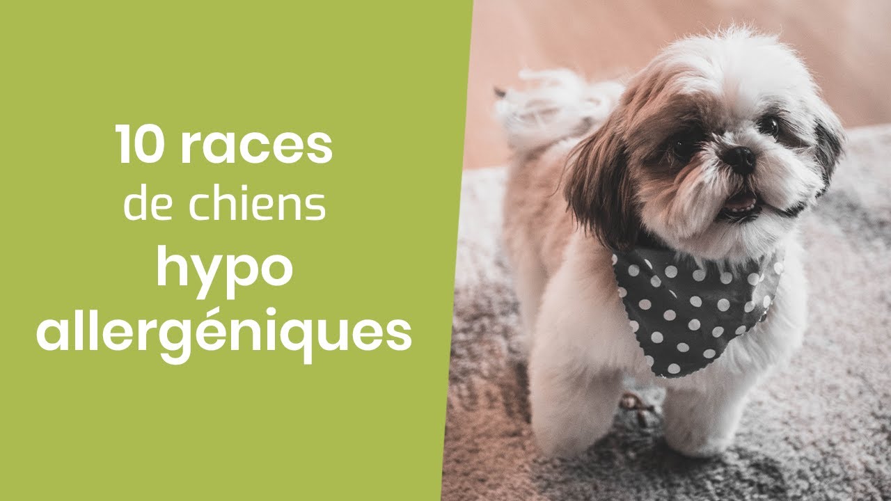 10 RACES DE CHIENS HYPOALLERGENIQUES