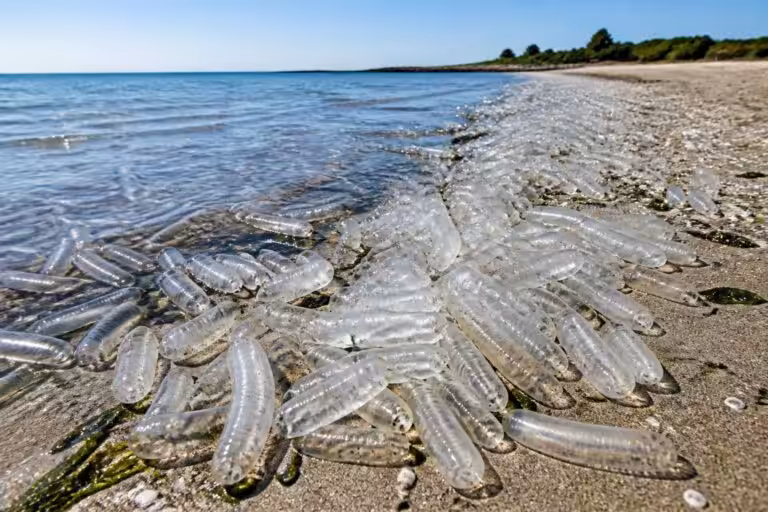 découvrez les salpes, ces créatures marines translucides, et leur récente prolifération qui envahit les plages. comprenez leur impact sur l'écosystème côtier.