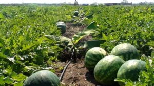 “قرار استثنائي للحفاظ على موارد المياه: المنع التام لزراعة البطيخ في عمالة تنغير”